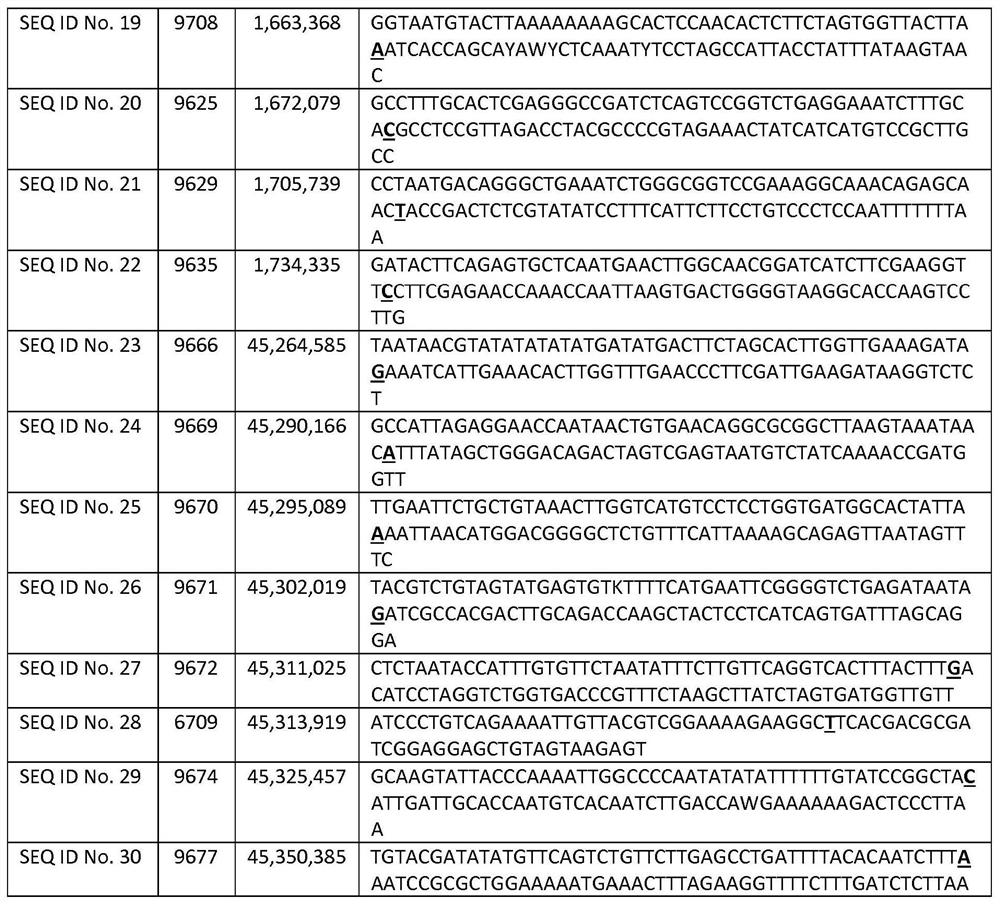 Powdery mildew resistance gene in carrot