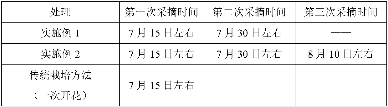 Method for promoting batch maturation of golden sophora japonica L