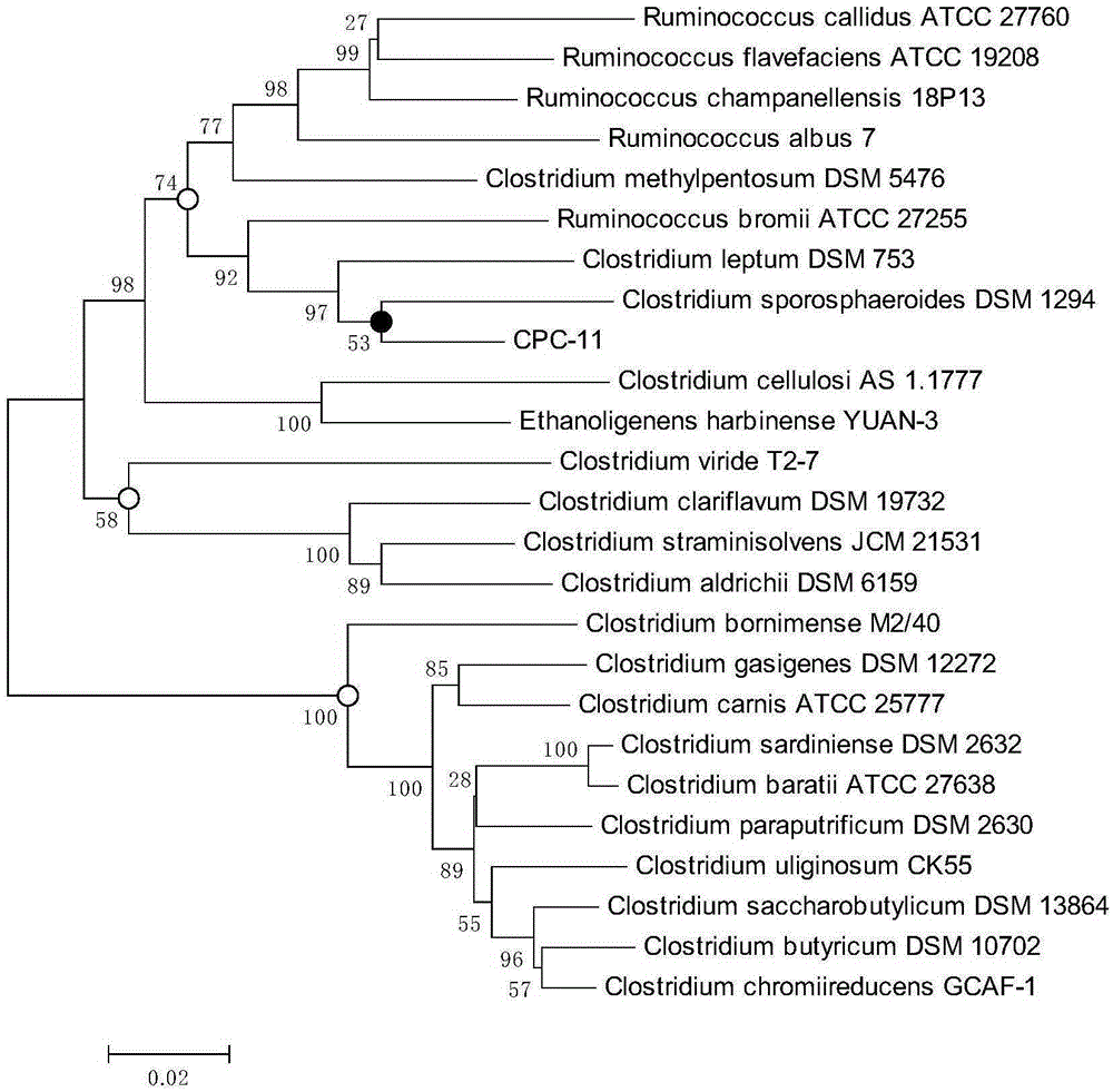 Rumen clostridium using lactic acid for producing hexanoic acid and application thereof