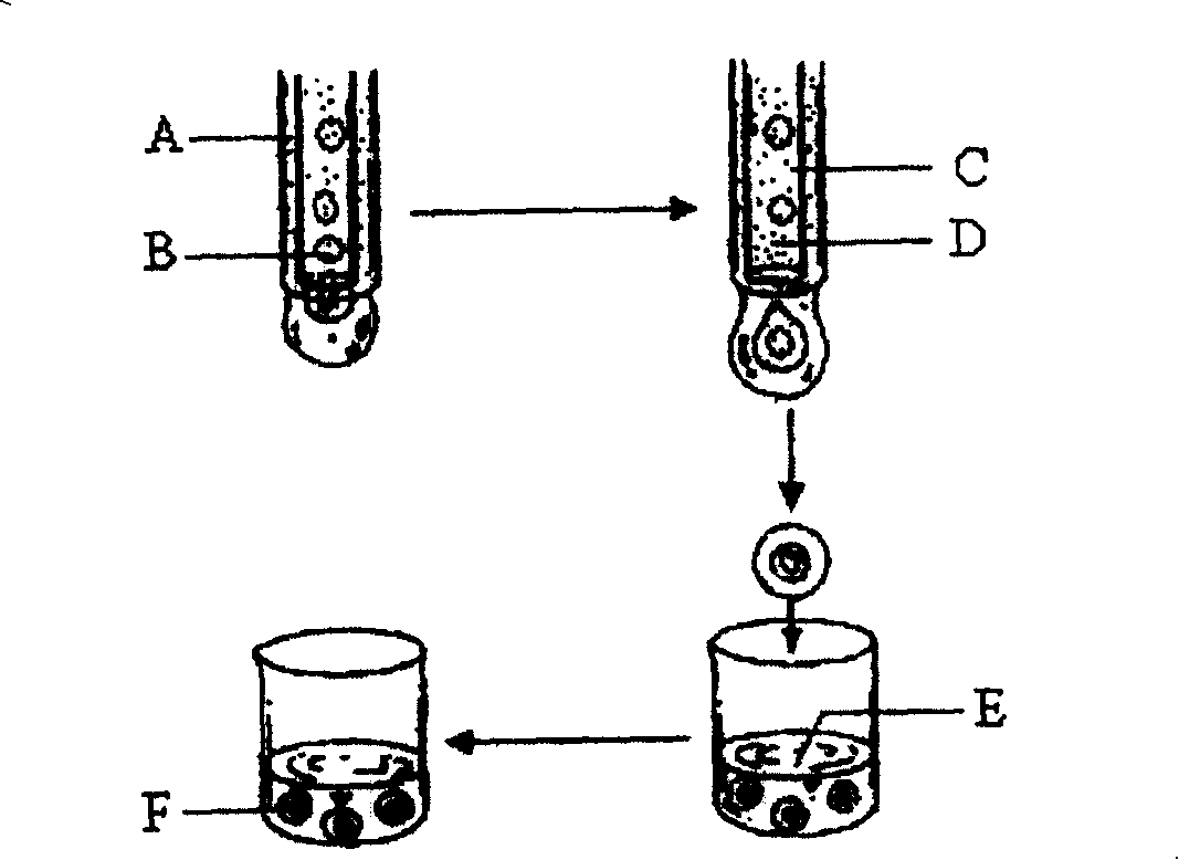 Anoectochilus formosanus Hayata artificial seed preparation method