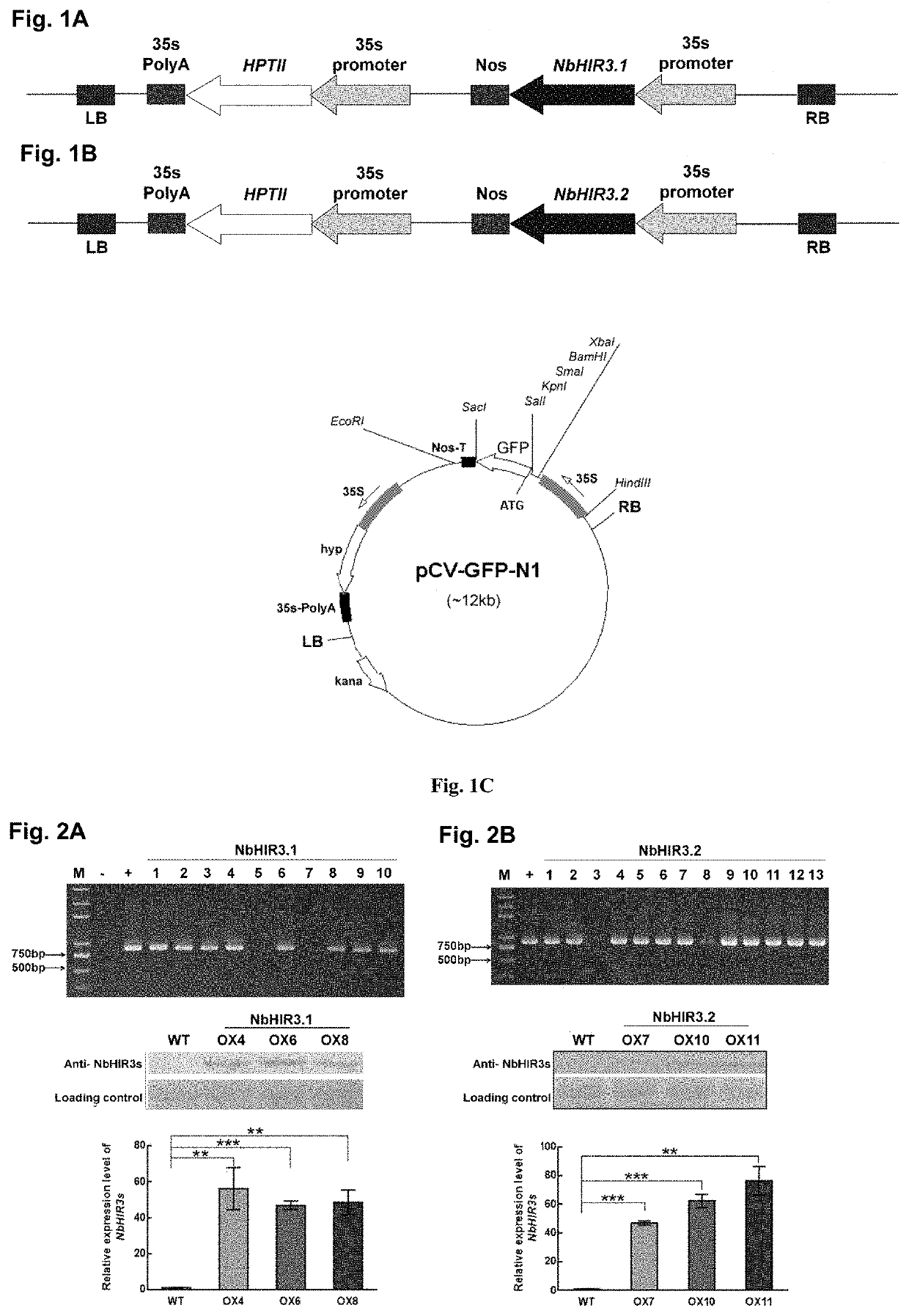 Disease Resistant Plants Containing HIR3 Gene and Method for making the plants thereof