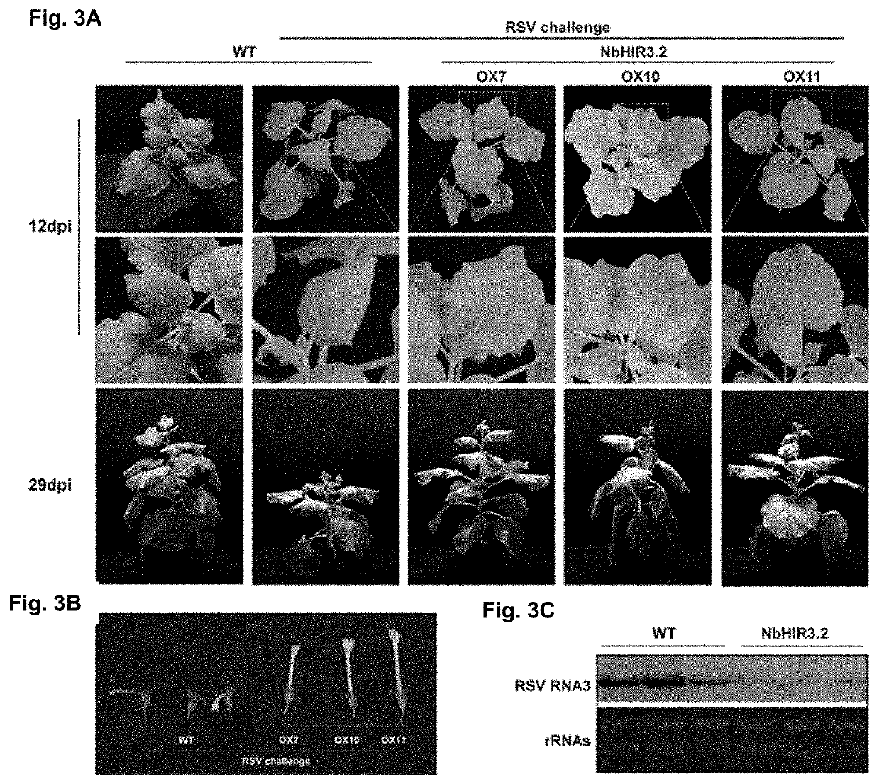 Disease Resistant Plants Containing HIR3 Gene and Method for making the plants thereof