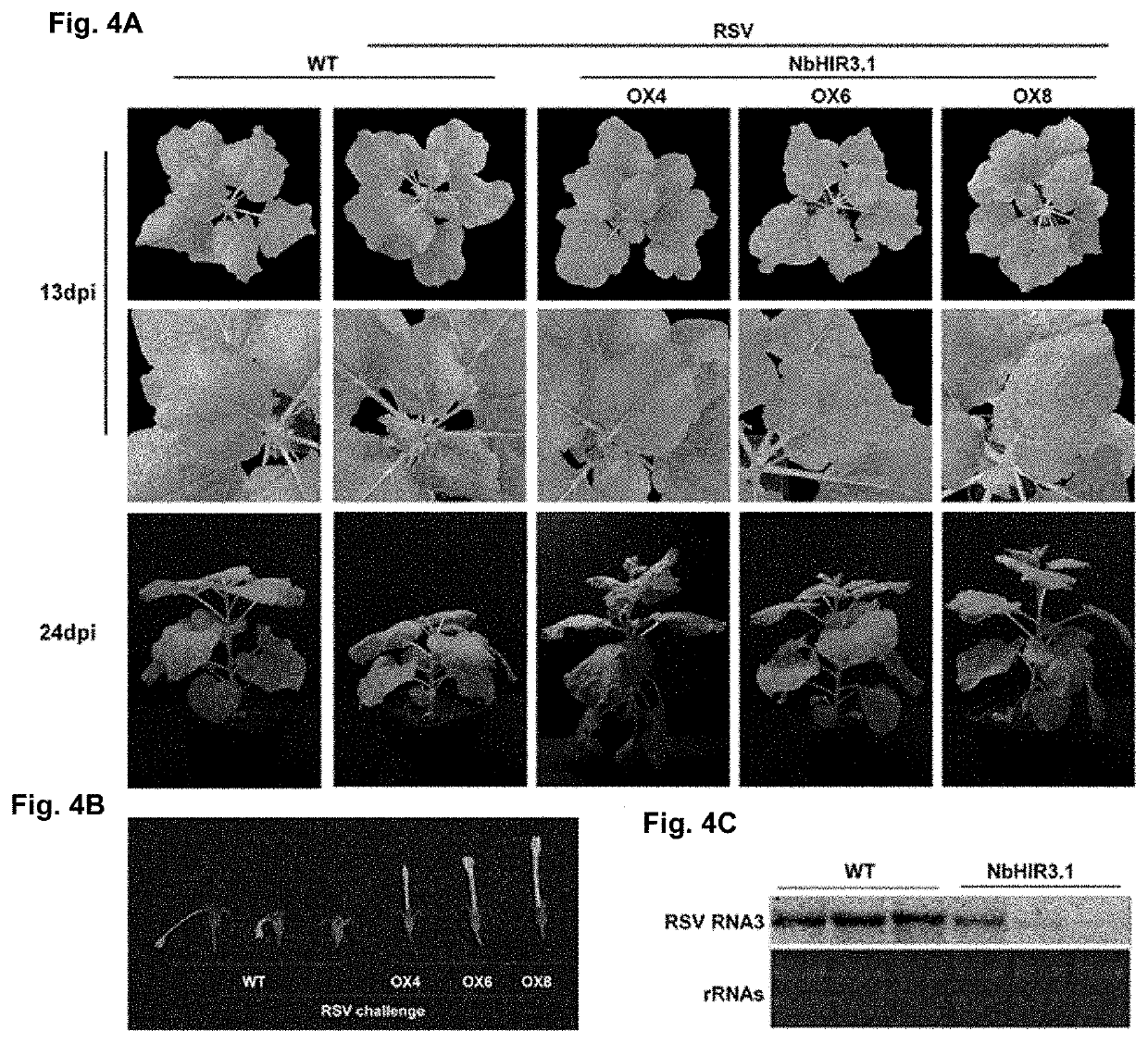 Disease Resistant Plants Containing HIR3 Gene and Method for making the plants thereof