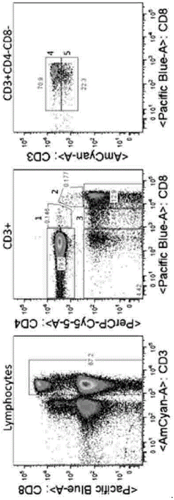 Construction method of chimeric antigen receptor double-negative T cell