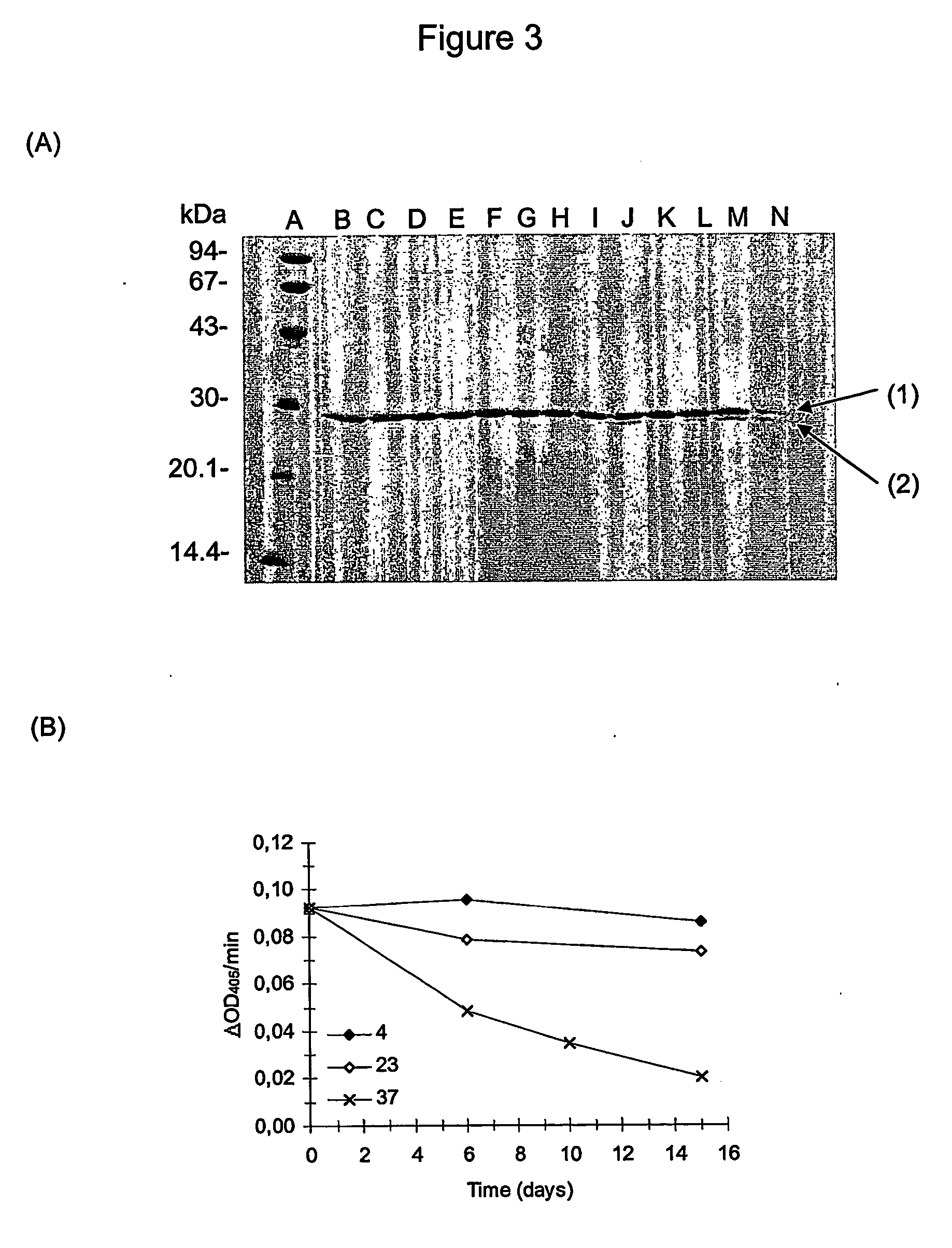 Cleavage of fusion proteins using granzyme b protease