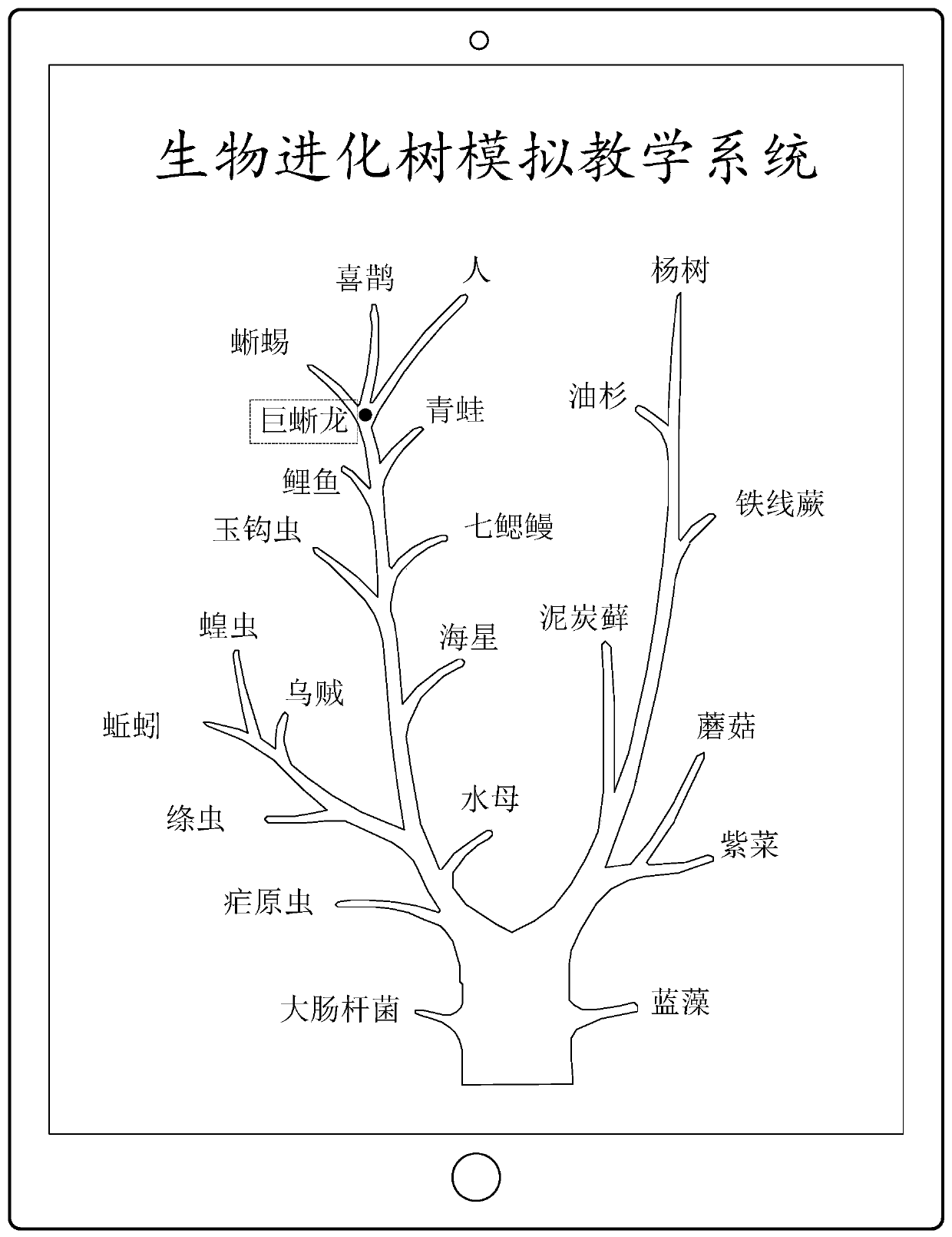 Simulation biology teaching method and device based on evolutionary tree