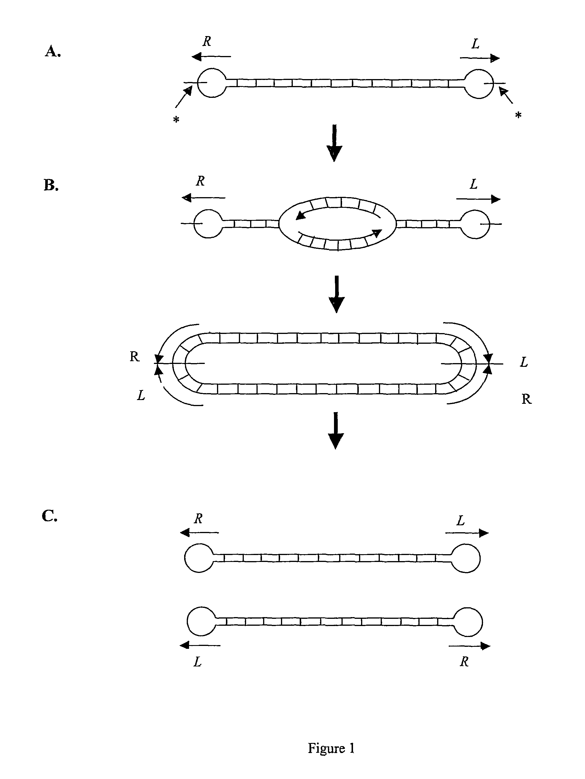 Production of closed linear DNA