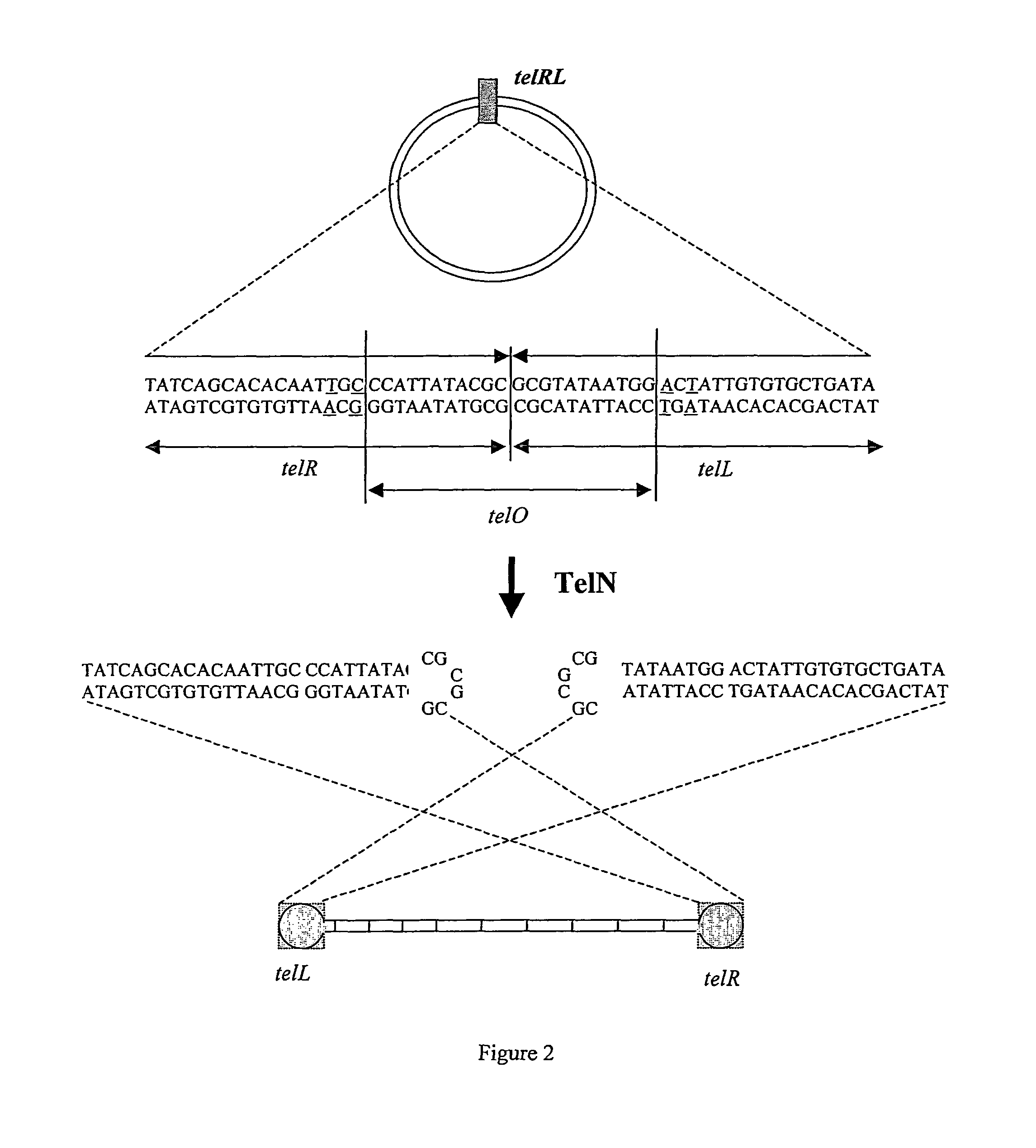 Production of closed linear DNA