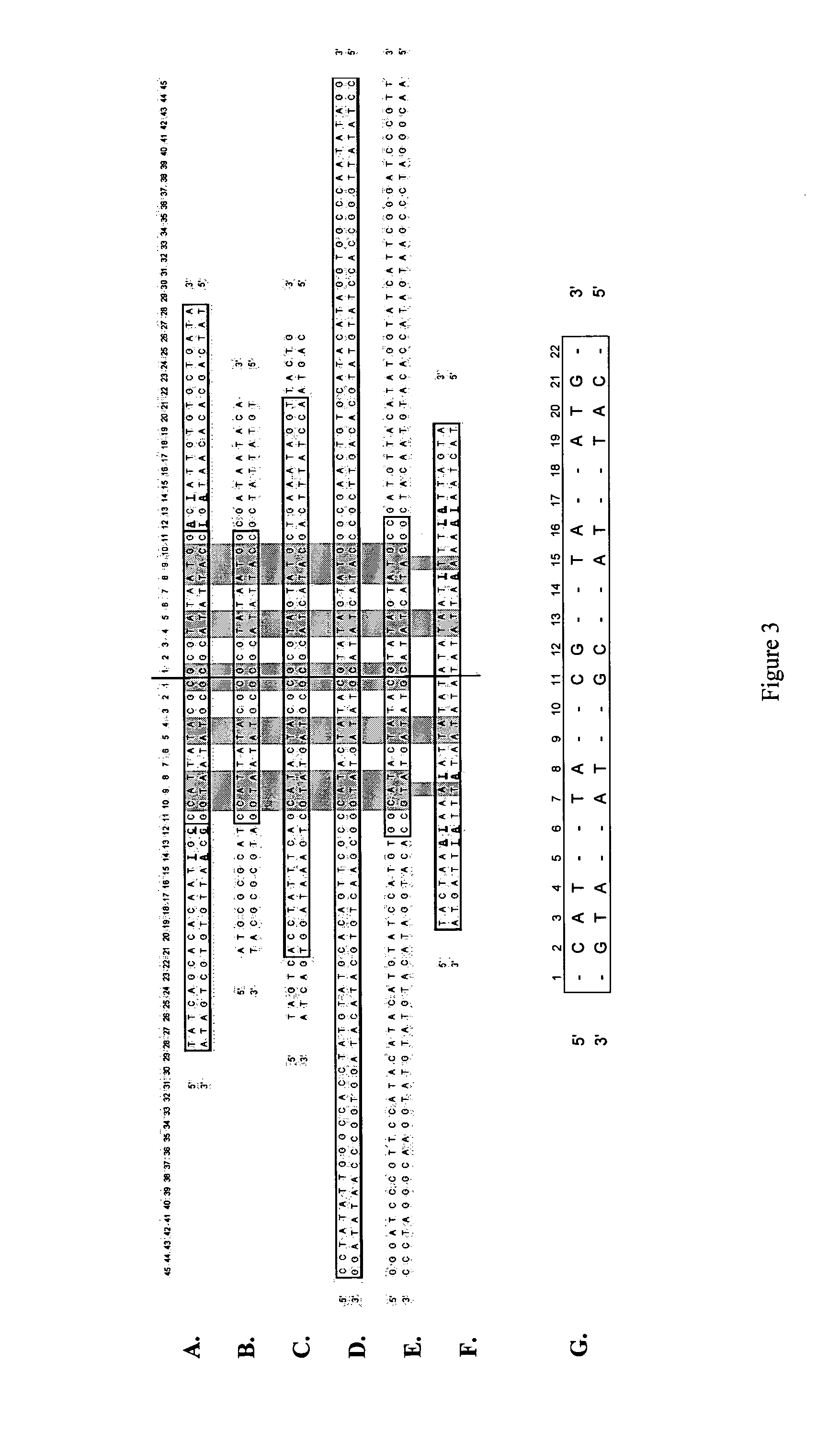 Production of closed linear DNA