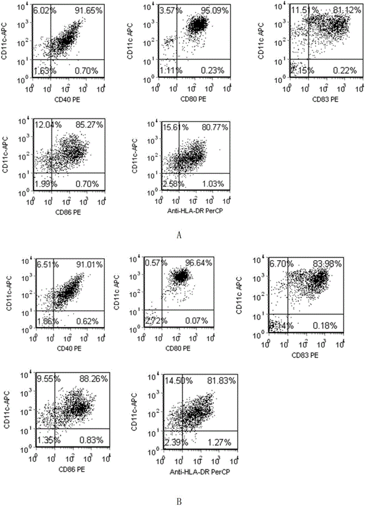 Preparation method of HLA-A0201-restricted anti-HPV (human papillomavirus) antigen-specific CTL