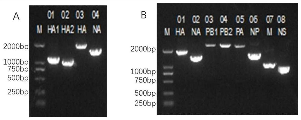 Artificial recombinant H5N8 influenza virus and preparation method and application thereof