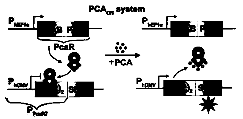 Protocatechuic acid regulated on-off system as well as regulation method and application thereof