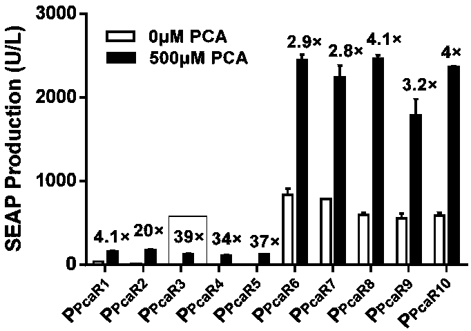 Protocatechuic acid regulated on-off system as well as regulation method and application thereof