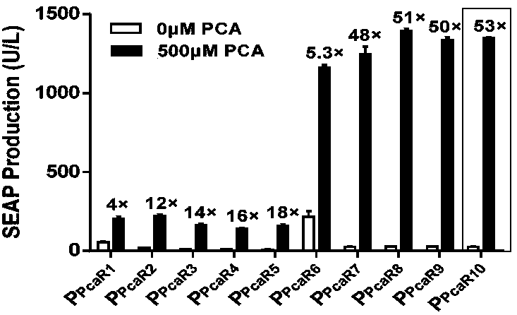 Protocatechuic acid regulated on-off system as well as regulation method and application thereof