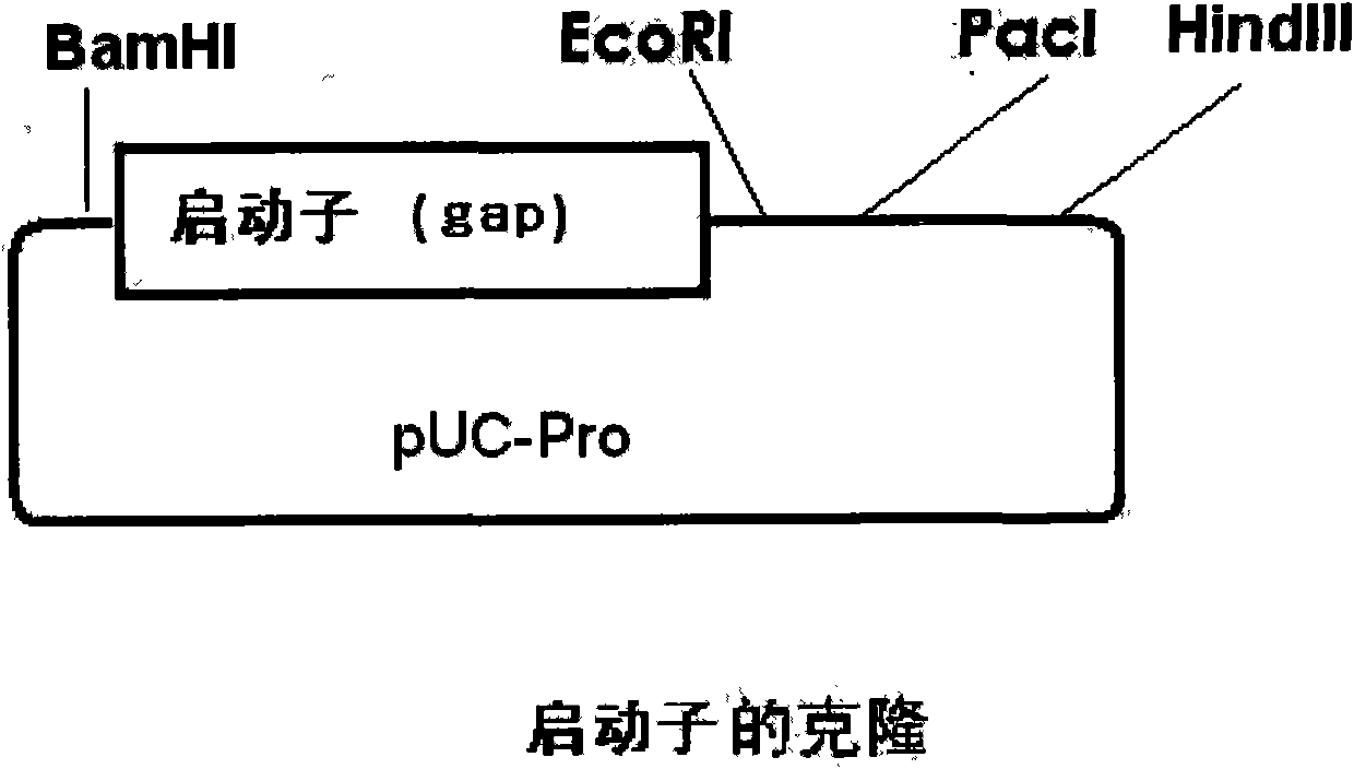 Establishment of gene recombination mobile fermentation monad applied to alcoholic fermentation