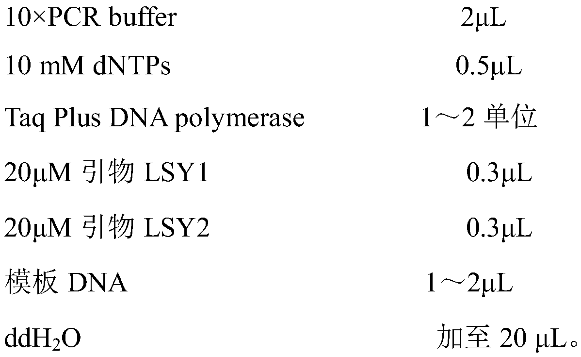 Green silk turmeric PCR identification kit and identification method