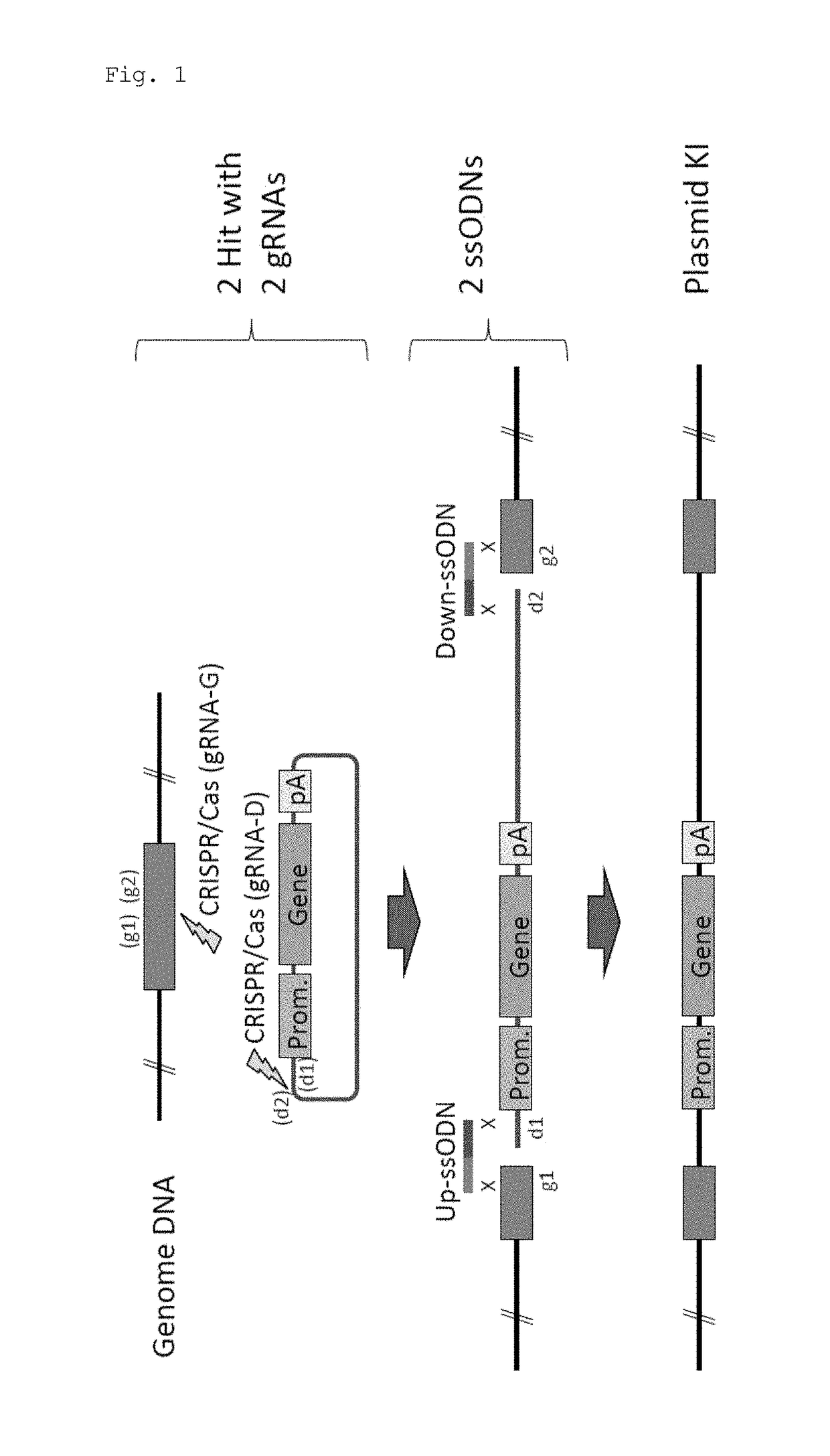 Method for knock-in of DNA into target region of mammalian genome, and cell