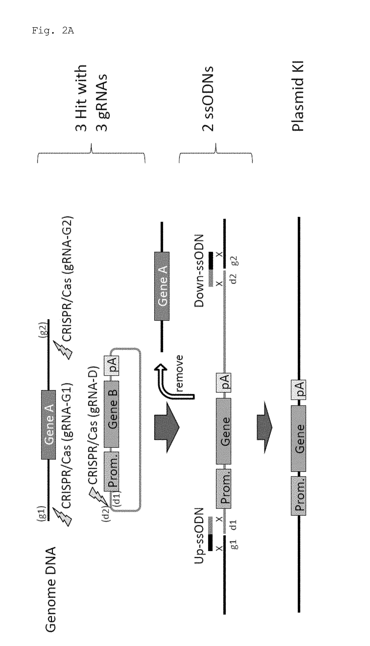 Method for knock-in of DNA into target region of mammalian genome, and cell