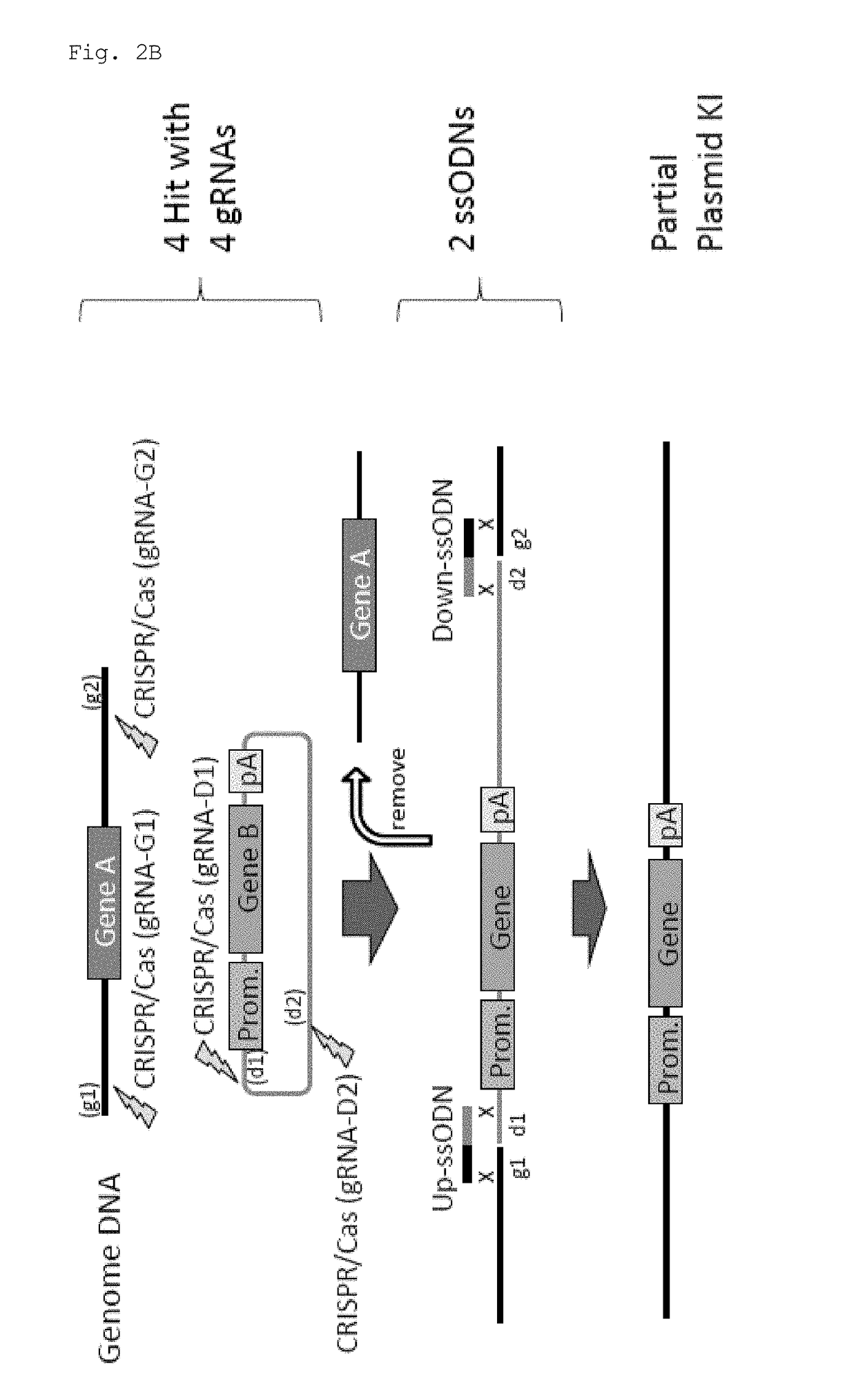 Method for knock-in of DNA into target region of mammalian genome, and cell