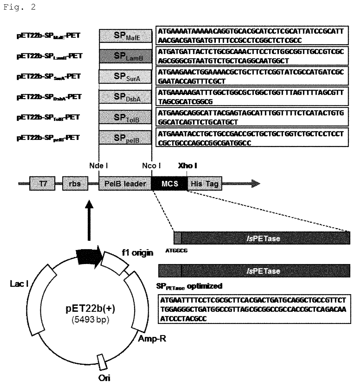 Recombinant PETase producing strain, recombinant MHETase producing strain, and composition for degrading PET containing the same