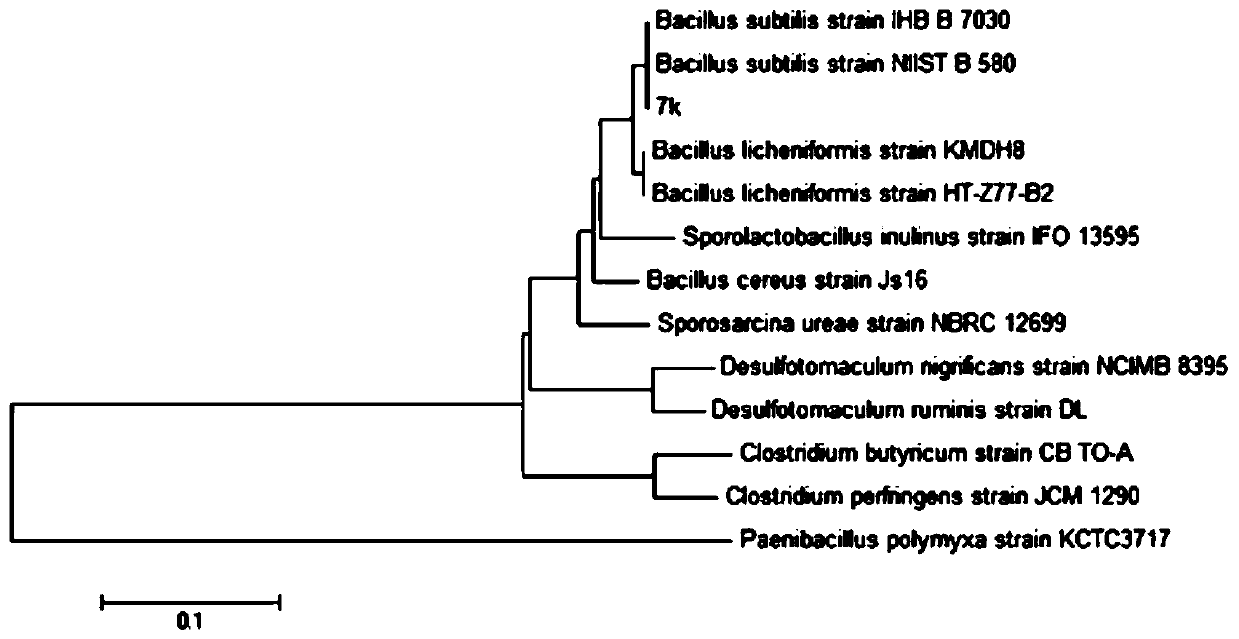 A kind of Bacillus subtilis 7k and its application