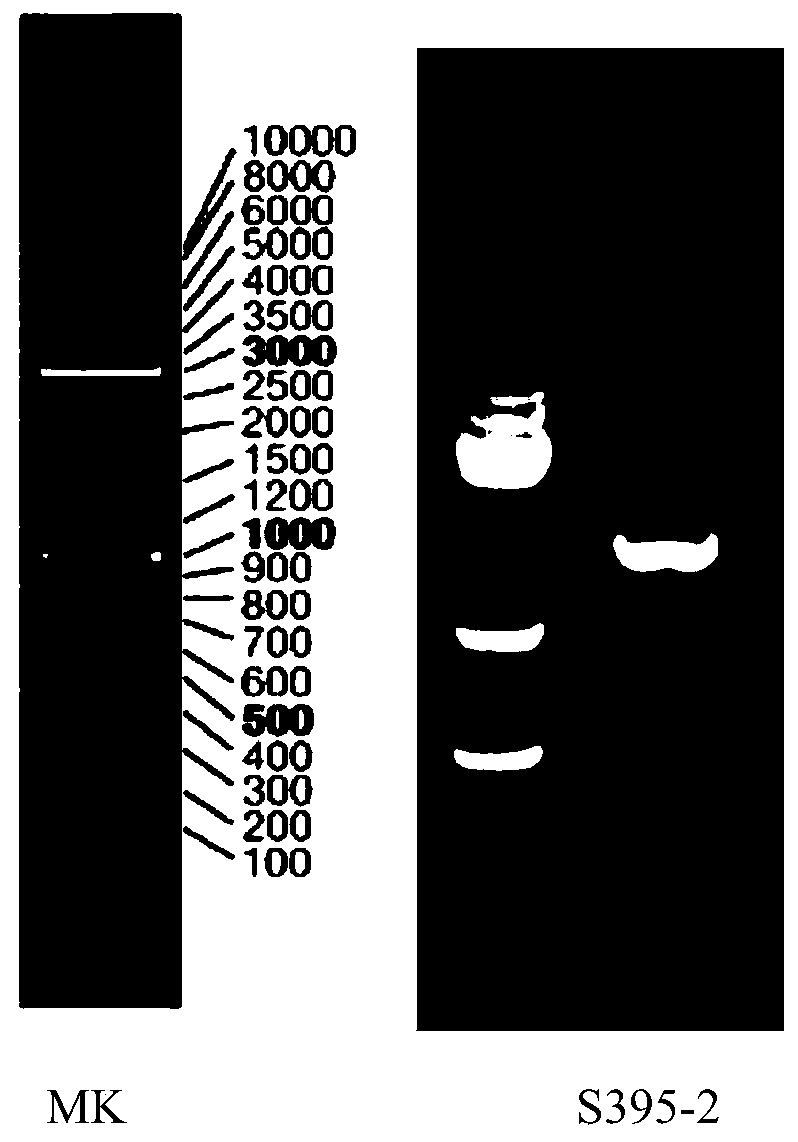 Coding gene of chlorella endophyte and specific primer for amplifying coding gene