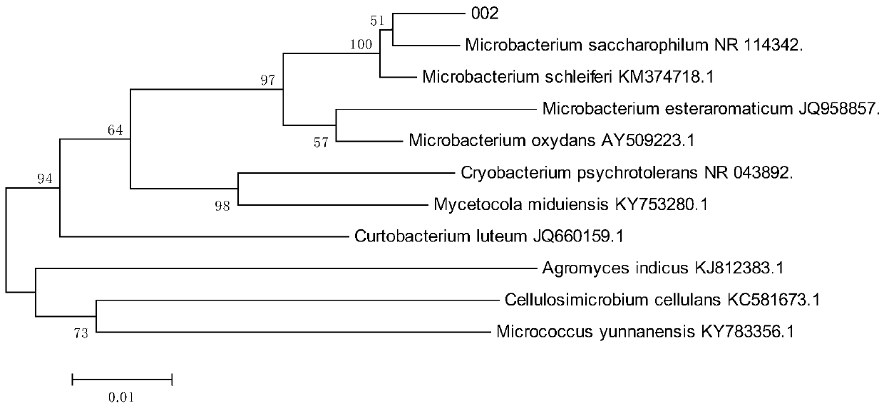 Coding gene of chlorella endophyte and specific primer for amplifying coding gene