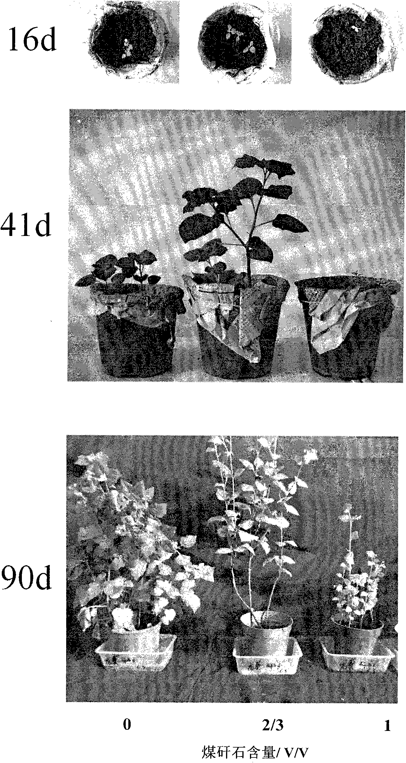 Greening matrix of gangue crushing material and plant restoration technical method