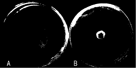 Application of methylotrophic Bacillus zbl-1 in the control of cotton Verticillium wilt