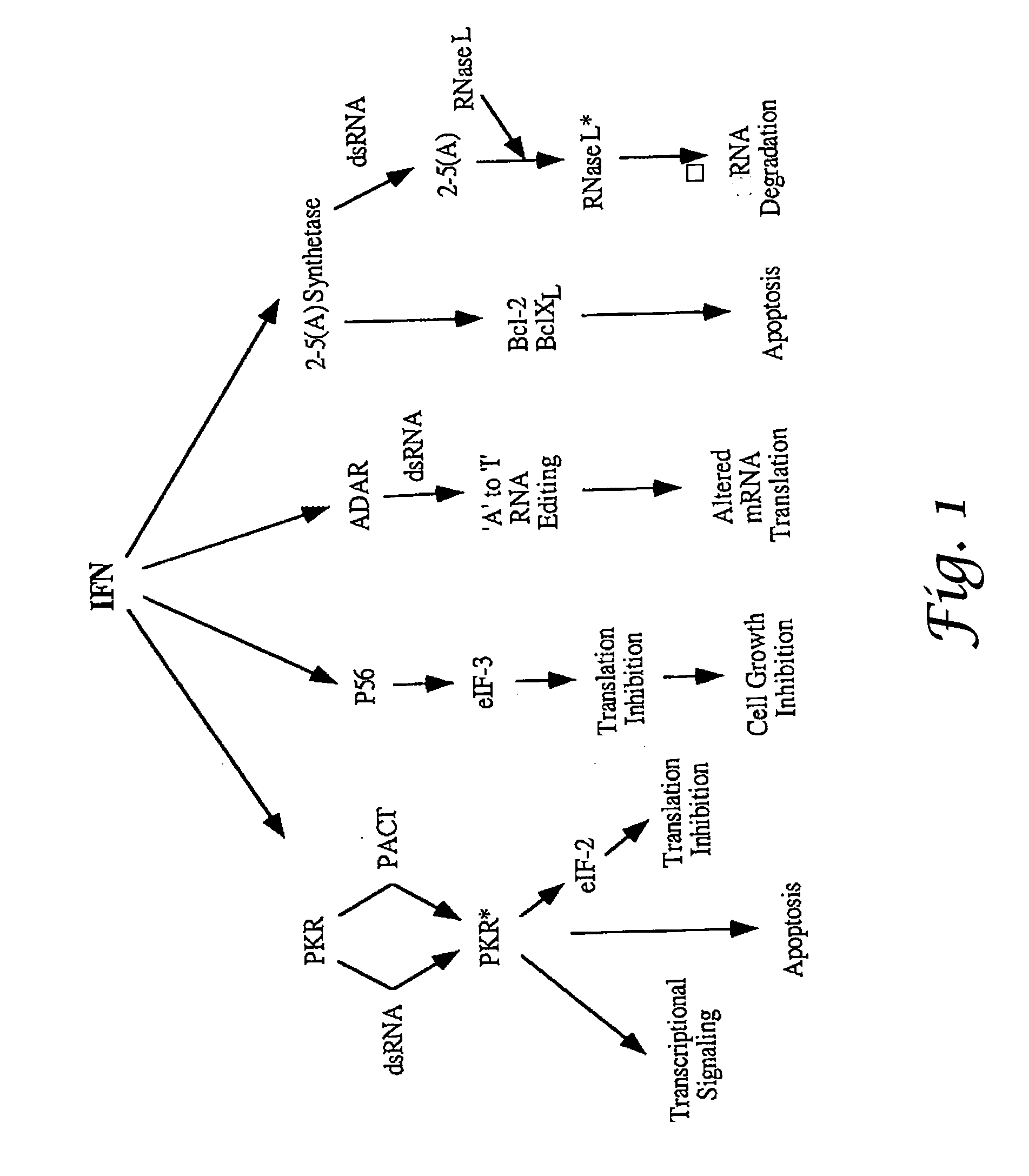 ADAR1 antiviral pathway