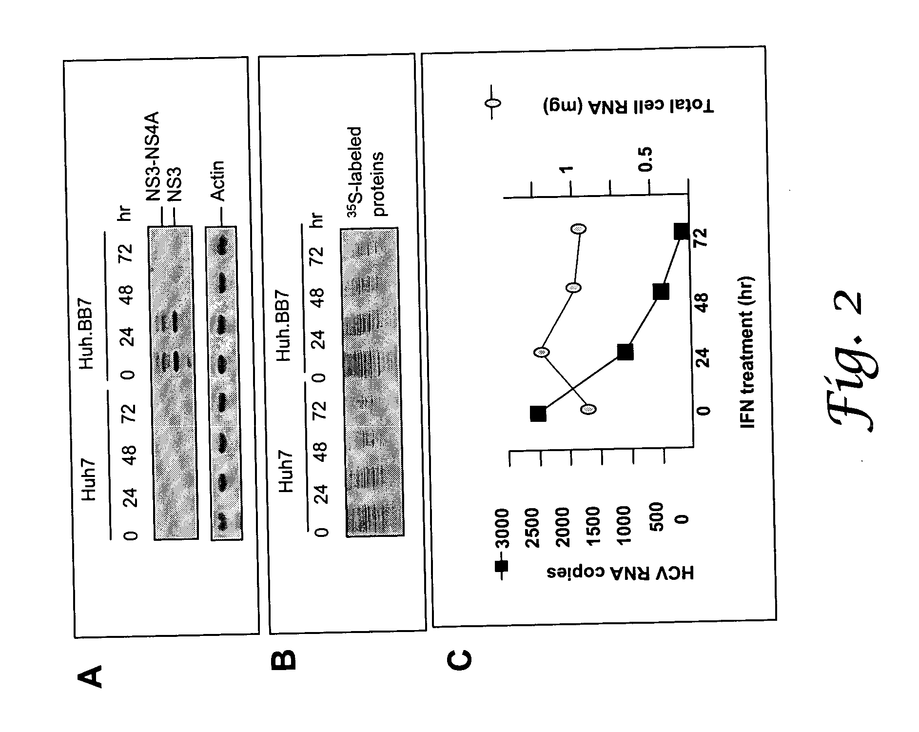 ADAR1 antiviral pathway