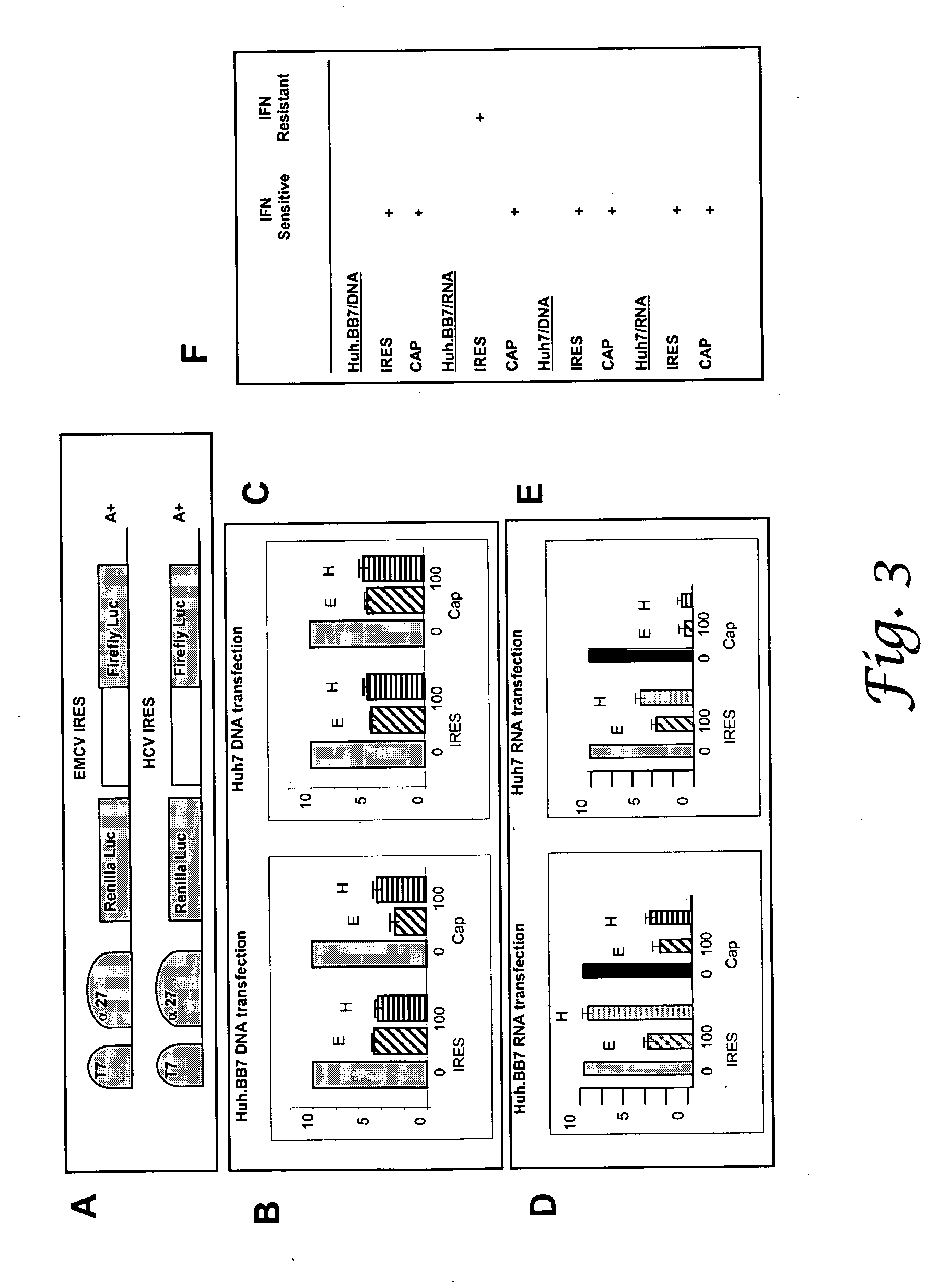 ADAR1 antiviral pathway