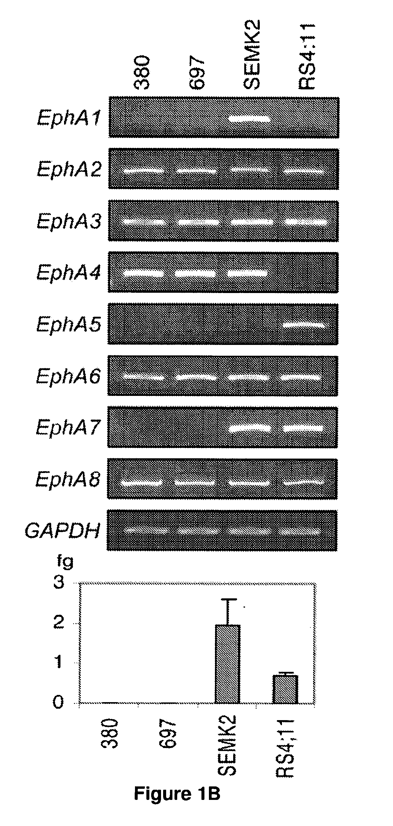 Methods and Compositions for Inducing Deregulation of EPHA7 and ERK Phosphorylation in Human Acute Leukemias