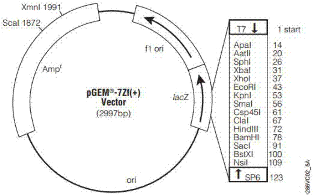 Early-stage cancer screening kit based on blood plasma exosome GRP78 mRNA