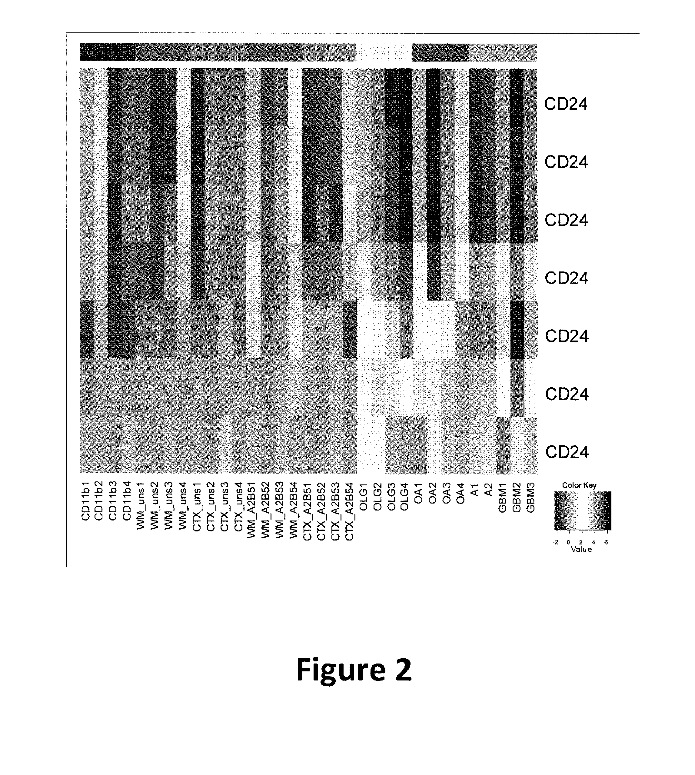 Cd24 as a brain tumor stem cell marker and a diagnostic and therapeutic target in primary neural and glial tumors of the brain