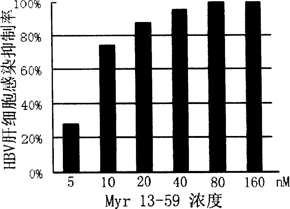 Hepatitis B virus surface L protein related peptide