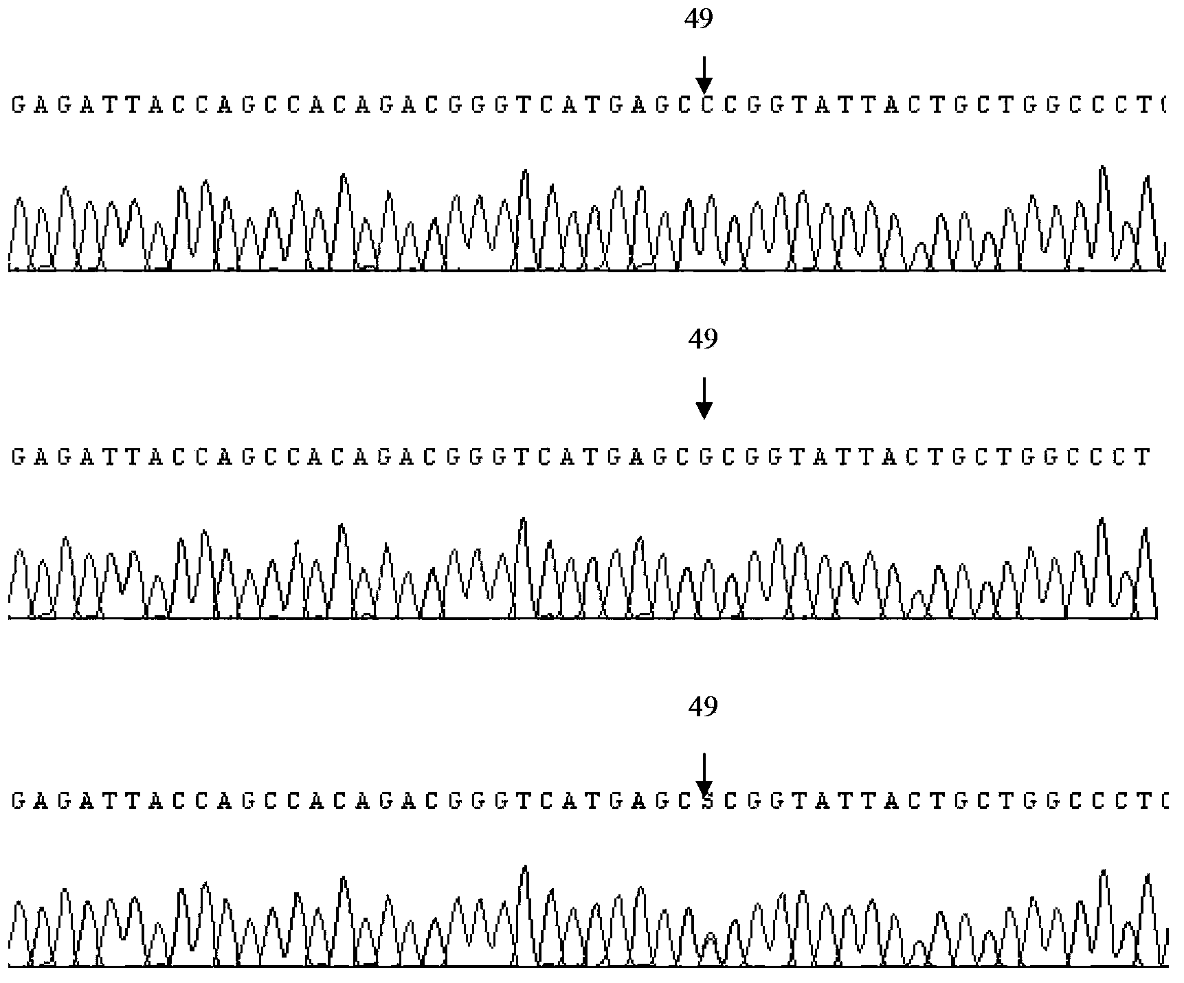 Polymerase chain reaction-sequence based typing (PCR-SBT) method and reagent for human neutrophil alloantigen (HNA) 1-5 system gene typing