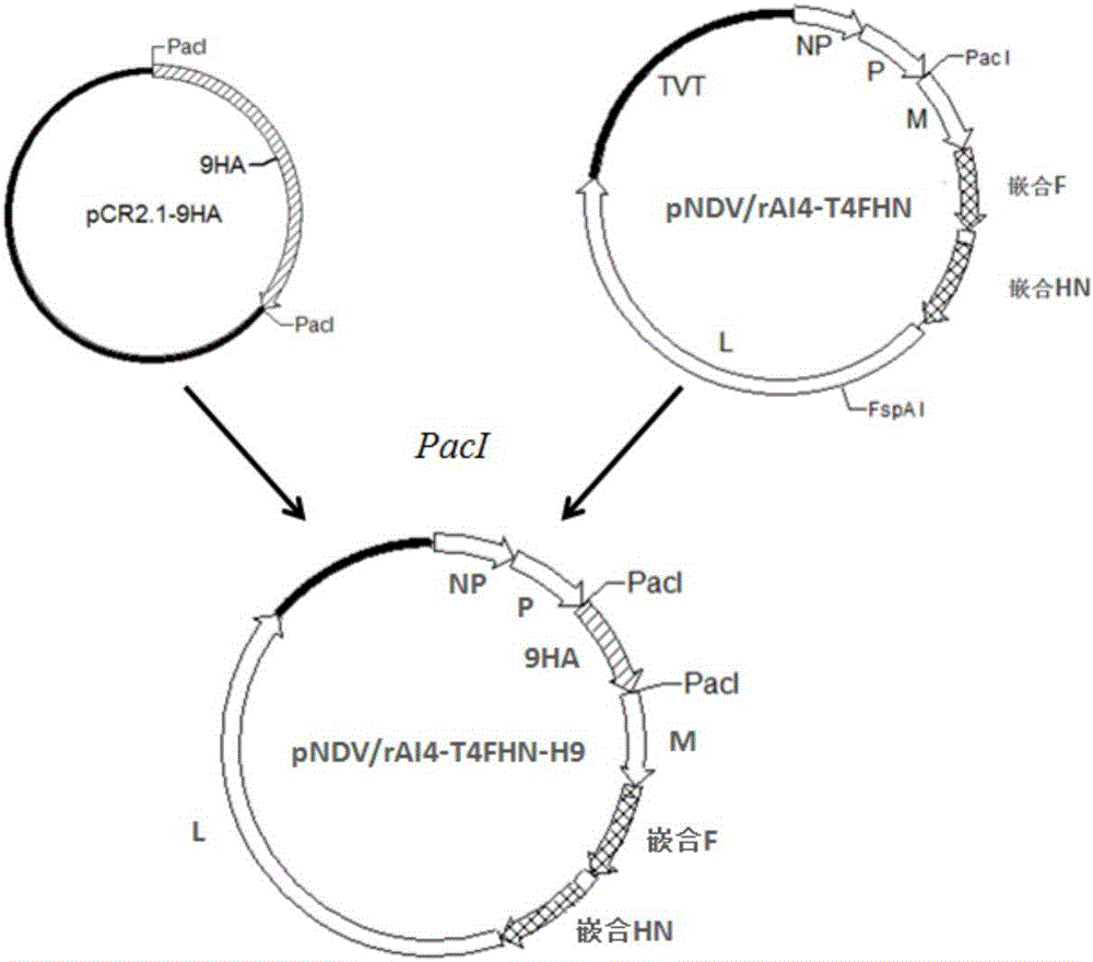 Chimeric Newcastle disease virus vector H9 living vaccine candidate strain capable of overcoming influence of Newcastle disease maternal antibody in young chickens and construction method of candidate strain