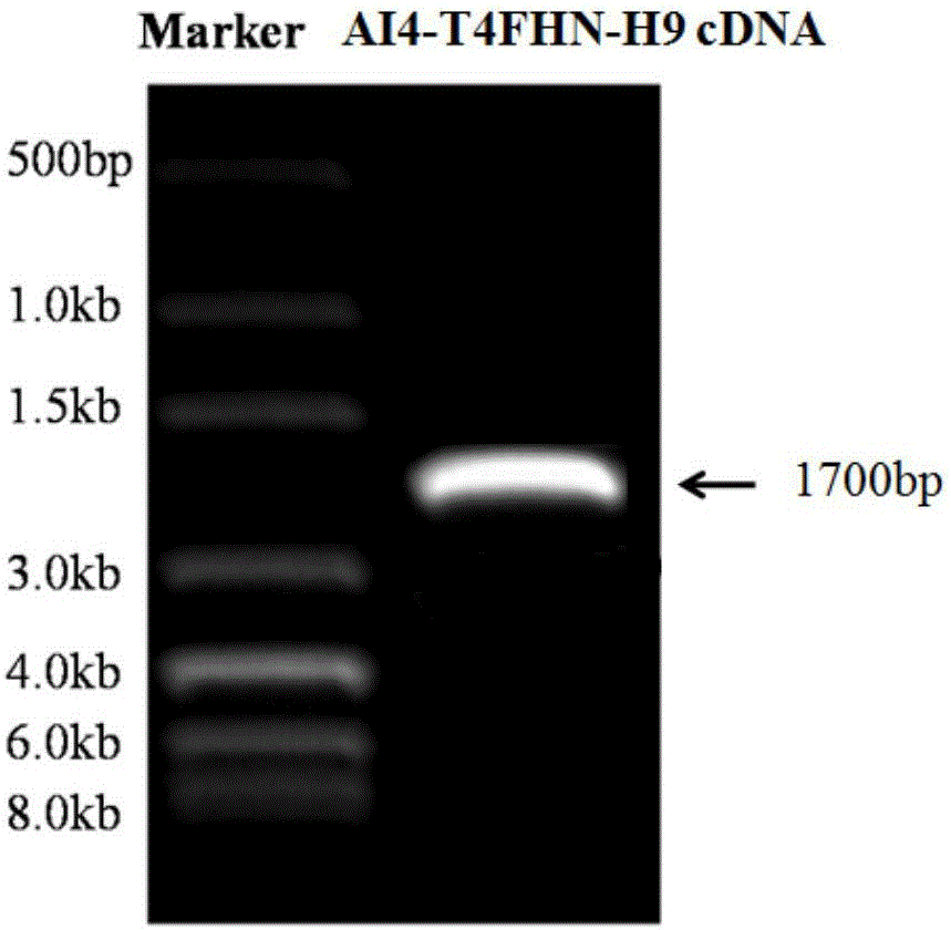 Chimeric Newcastle disease virus vector H9 living vaccine candidate strain capable of overcoming influence of Newcastle disease maternal antibody in young chickens and construction method of candidate strain