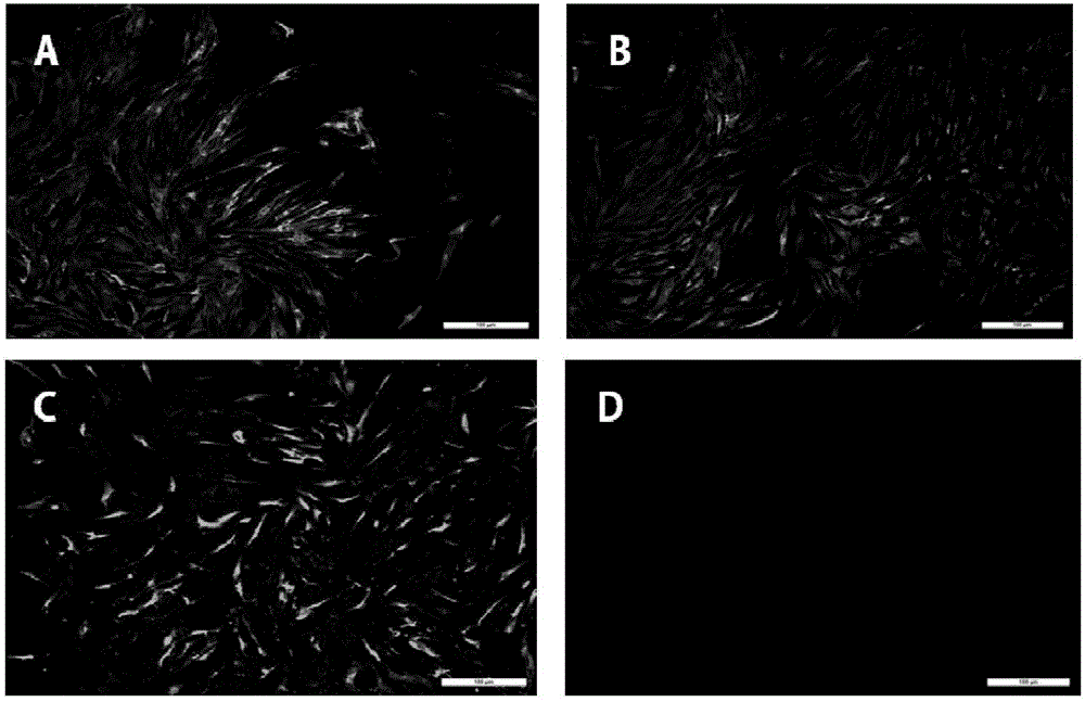 Chimeric Newcastle disease virus vector H9 living vaccine candidate strain capable of overcoming influence of Newcastle disease maternal antibody in young chickens and construction method of candidate strain