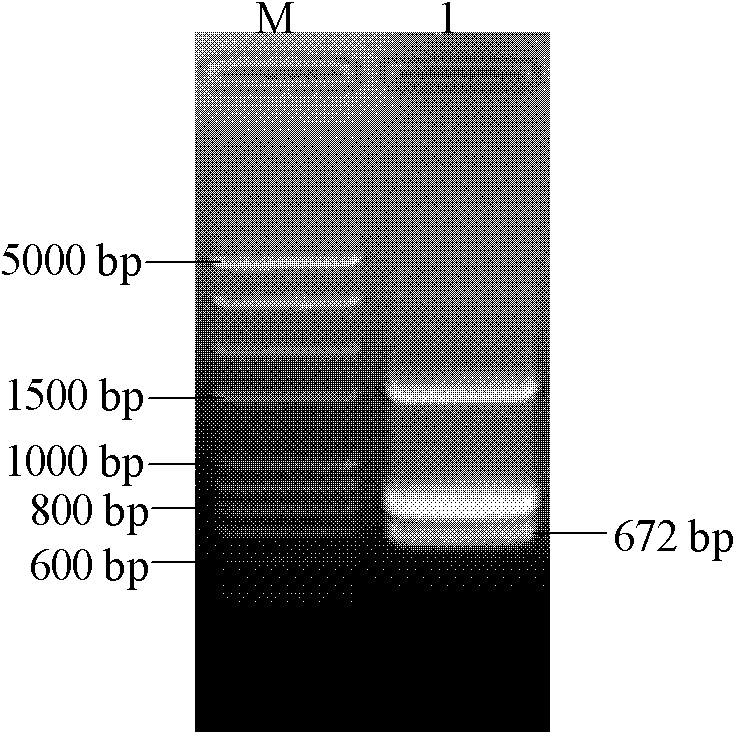 Prunus pseudocerasus L. DELLA proteins as well as coding genes and application thereof