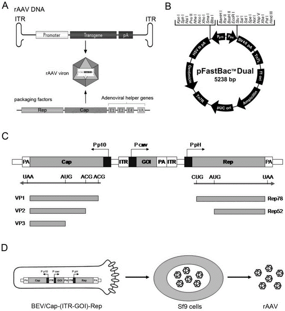 Recombinant baculovirus and application thereof