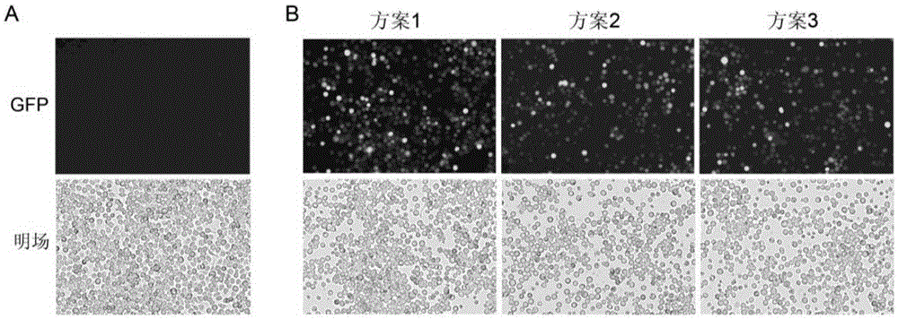 Recombinant baculovirus and application thereof