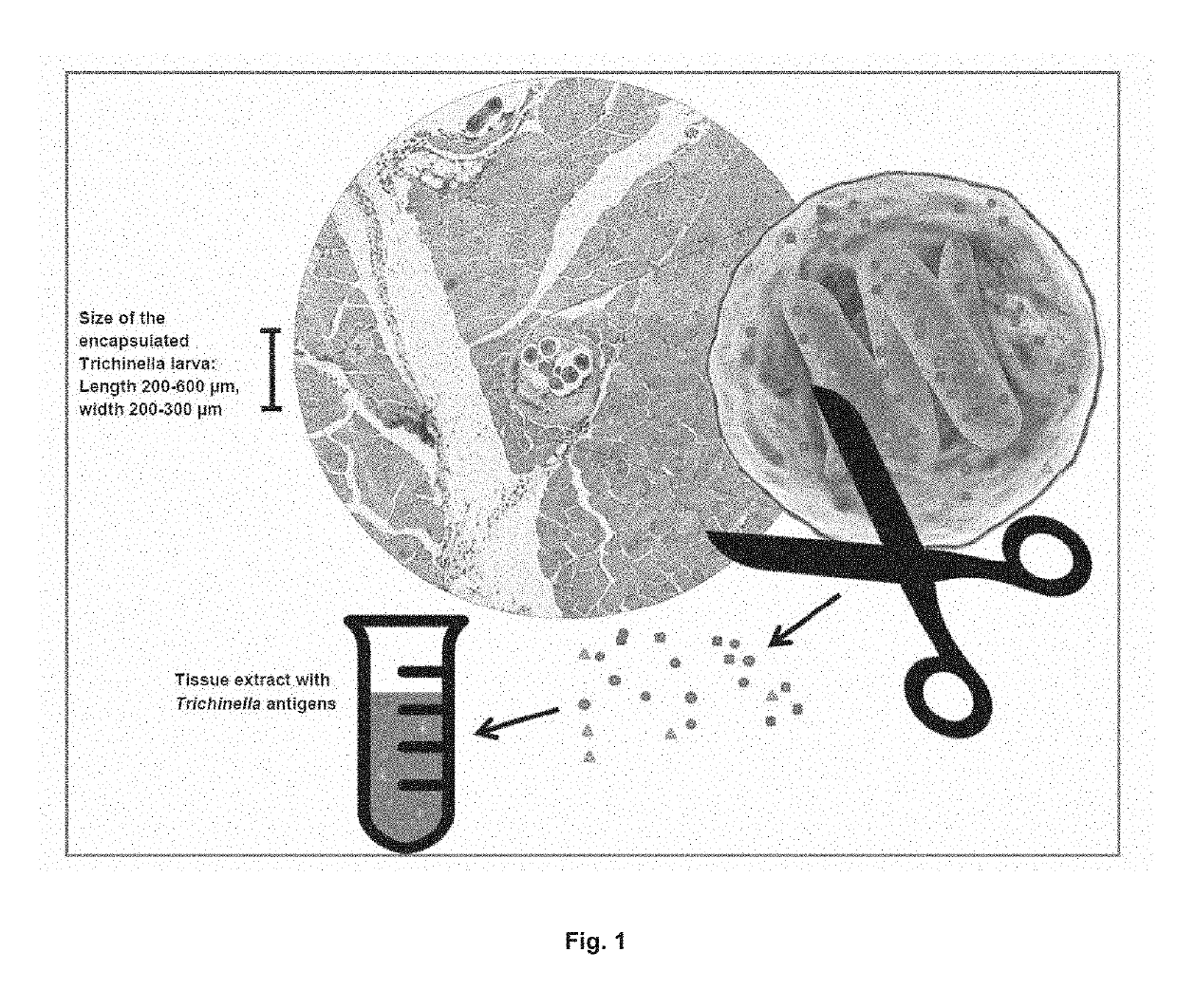 Antigen detection of Trichinella