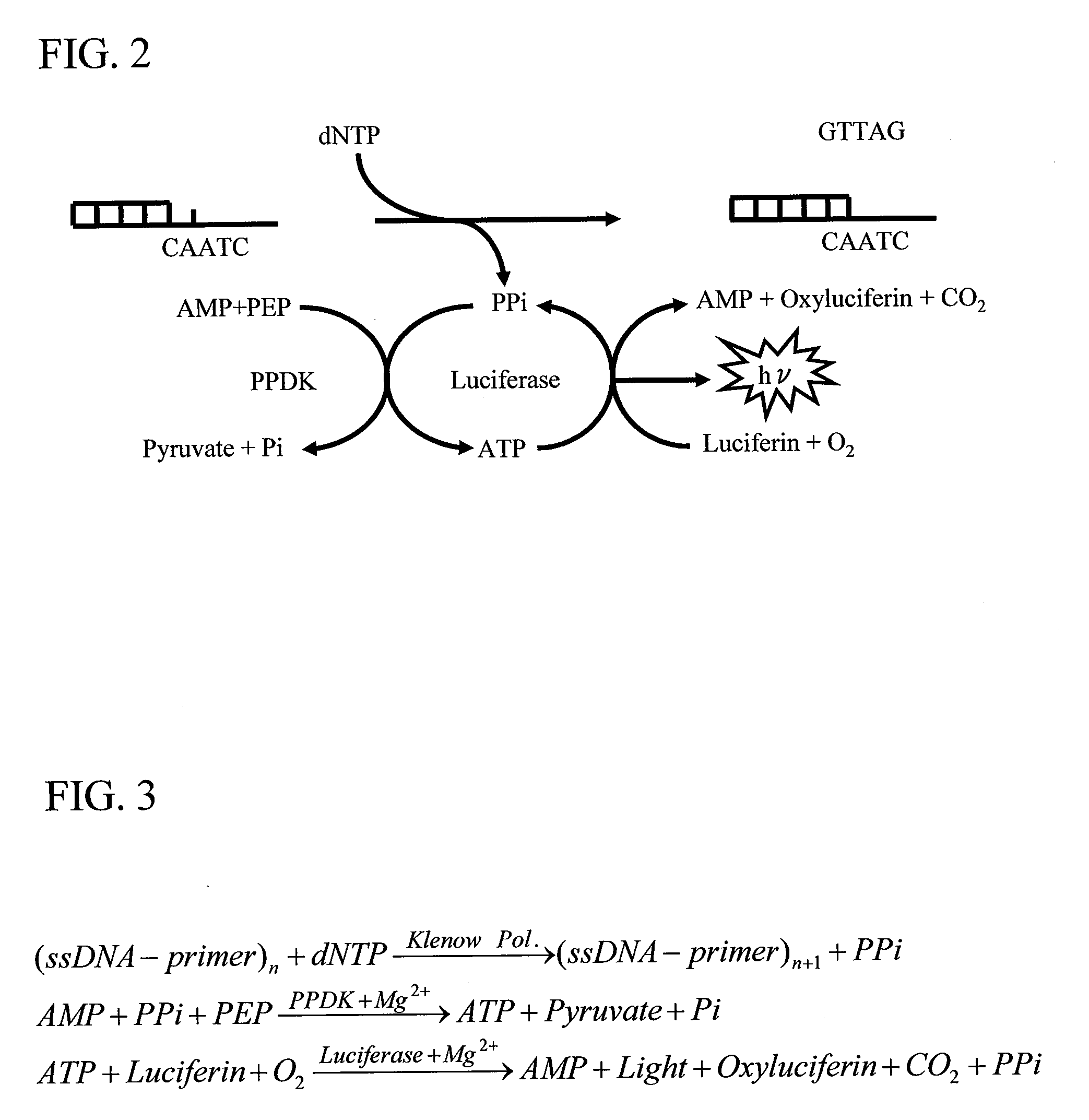 DNA analysis apparatus