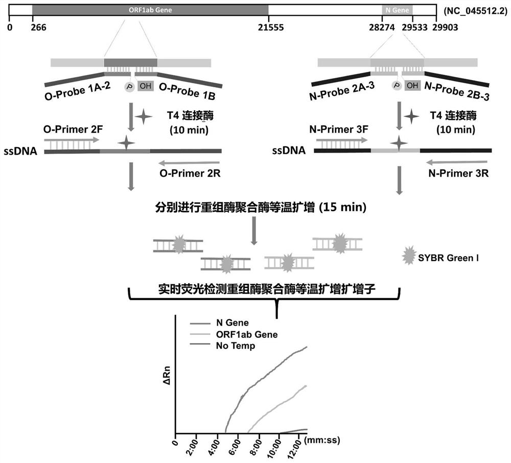 A kind of probe and primer set, test kit, detection method utilizing L/RPA rapid detection sars-cov-2