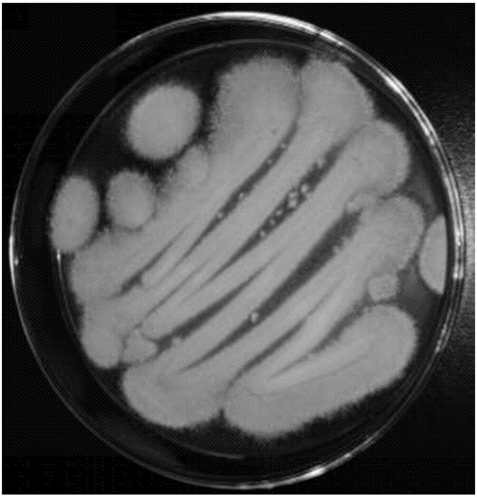 Aspergillus terreus strain and application thereof in preparing xylnase