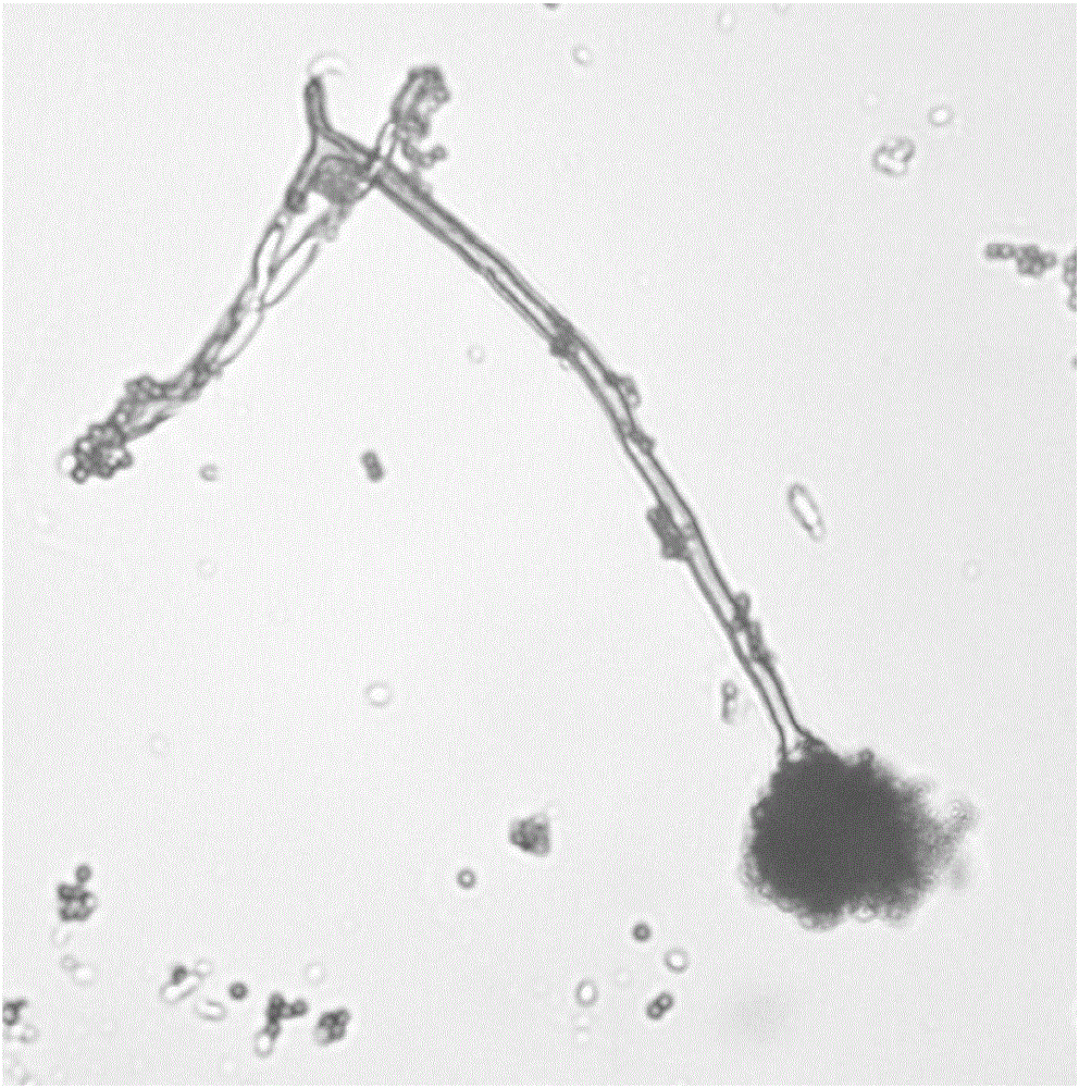 Aspergillus terreus strain and application thereof in preparing xylnase