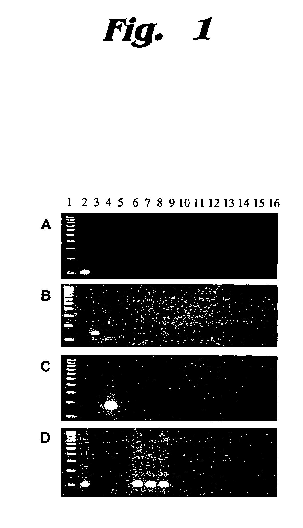 Assay for species sources