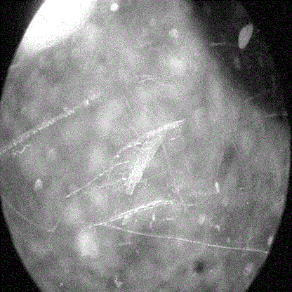 Leis dimidiata diapause maintenance and long-term storage method